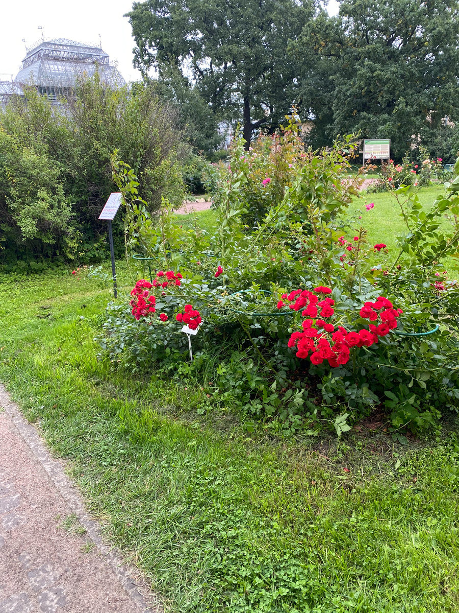 Роза Скарлет Мейдиленд в Ботаническом саду имени Петра Великого, фото автора