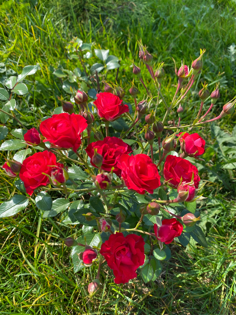 Роза Скарлет Мейяндекор, фото автора