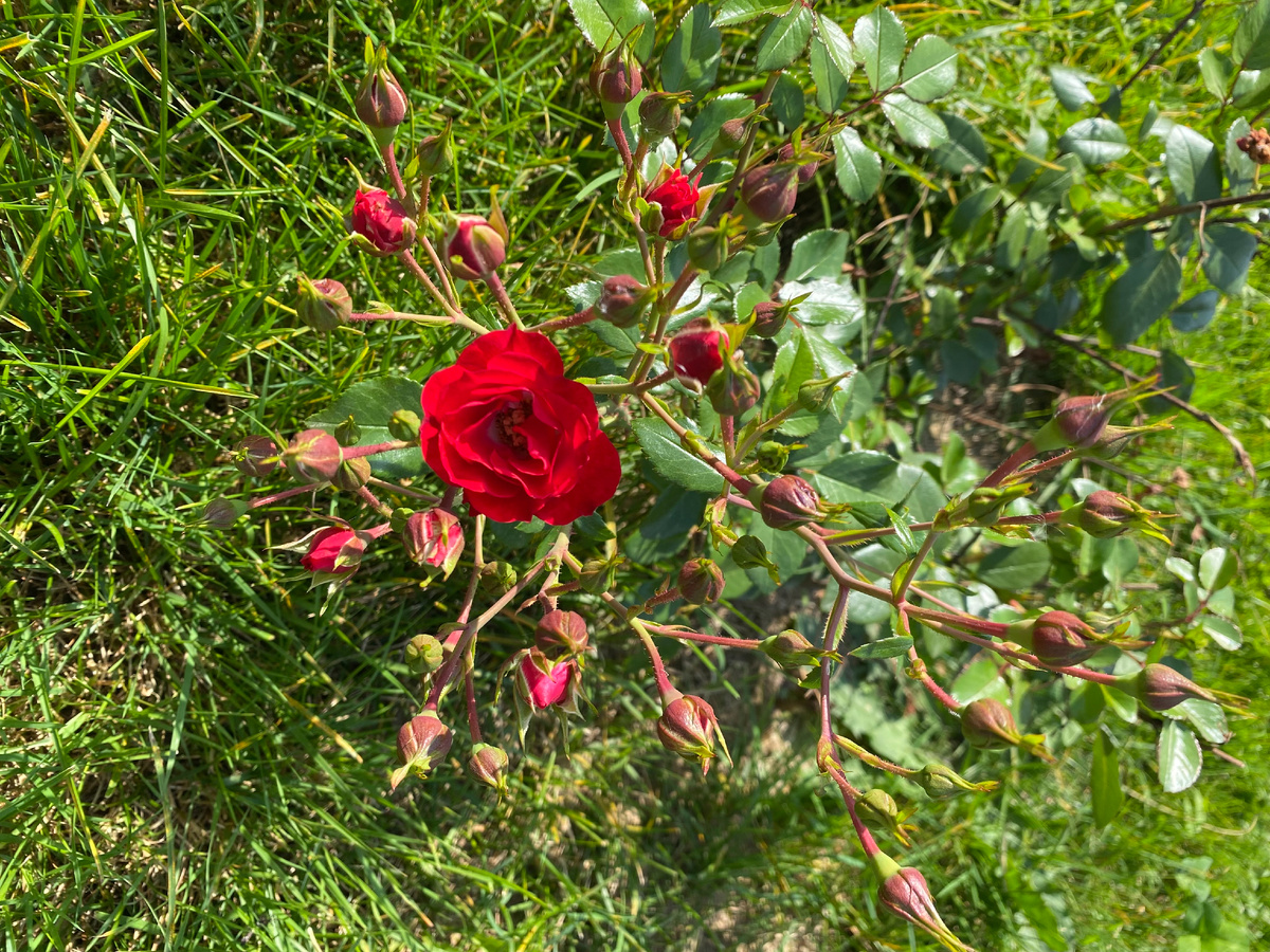 Роза Скарлет Мейяндекор, фото автора