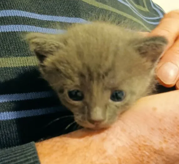 Один из пяти усыновленных котят