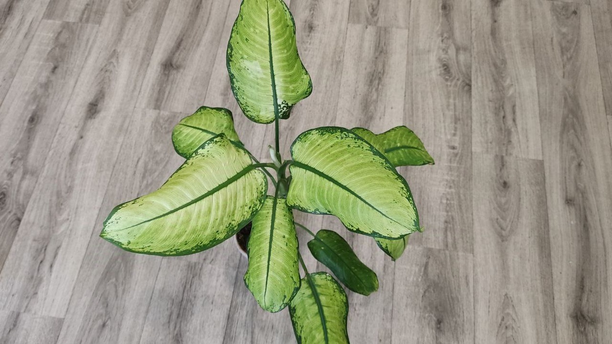 Сейчас черенок уже стал крупным и крепким растением, чем меня очень радует