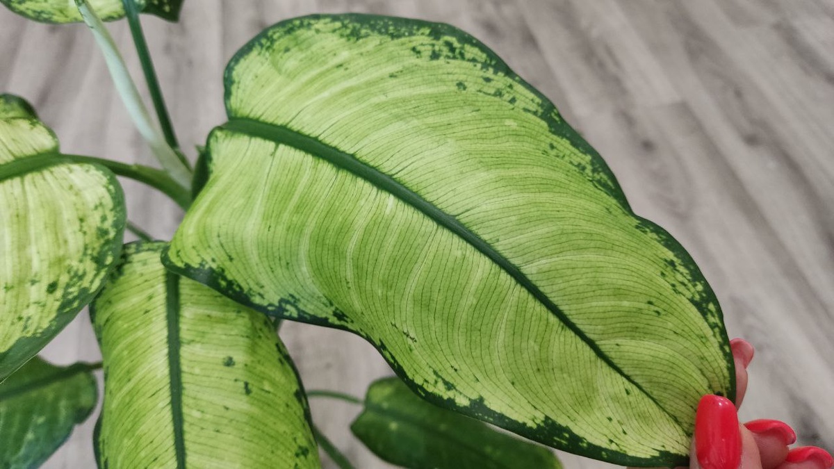 Крупные листья фисташкового цвета с темно-зеленой окантовкой листа и такого же цвета прожилкой по центру листа