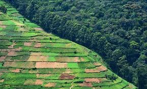 Зелёная стена в Африке