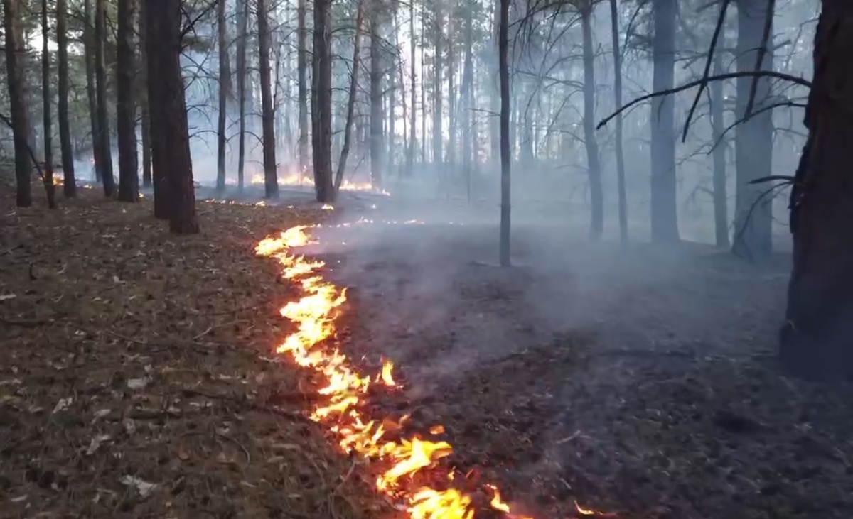 Фото: скриншот из видео холдинга «Алтайлес»