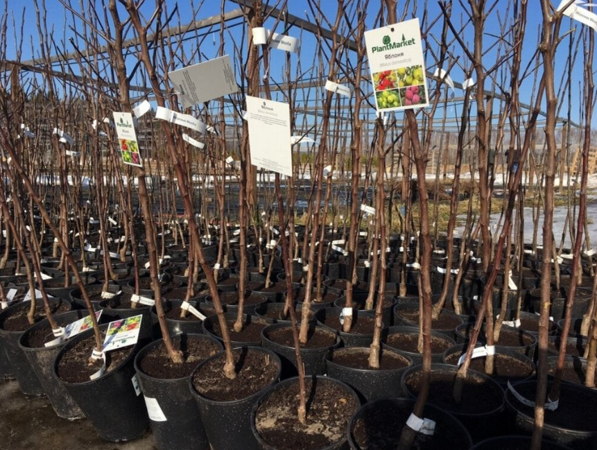 В характеристиках саженцев если они быстрорастущие, то это будет обязательно указано, так как быстрорастущие деревья и кустарники востребованы