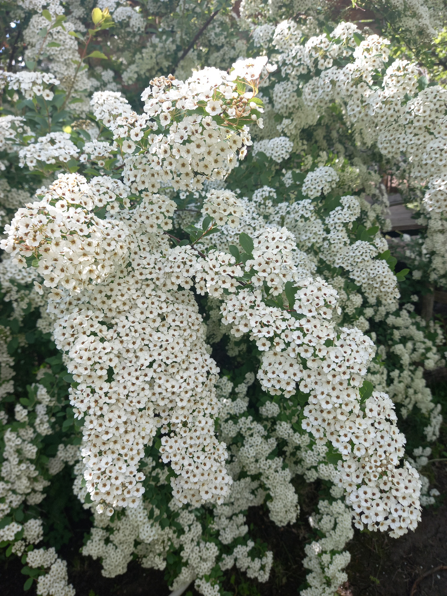 Ку меня росла в виде живой изгороди, она не имела такого пышного вида - сказывался недостаток питания и места. Я ее пересадила отдельными кустами, и теперь в саду такие яркие акценты, выросла буквально за 2 сезона.