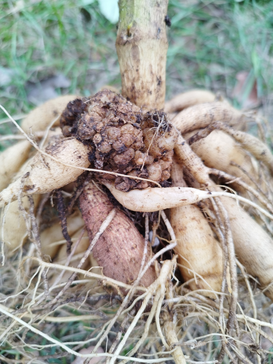 Больной клубень георгина - в утиль