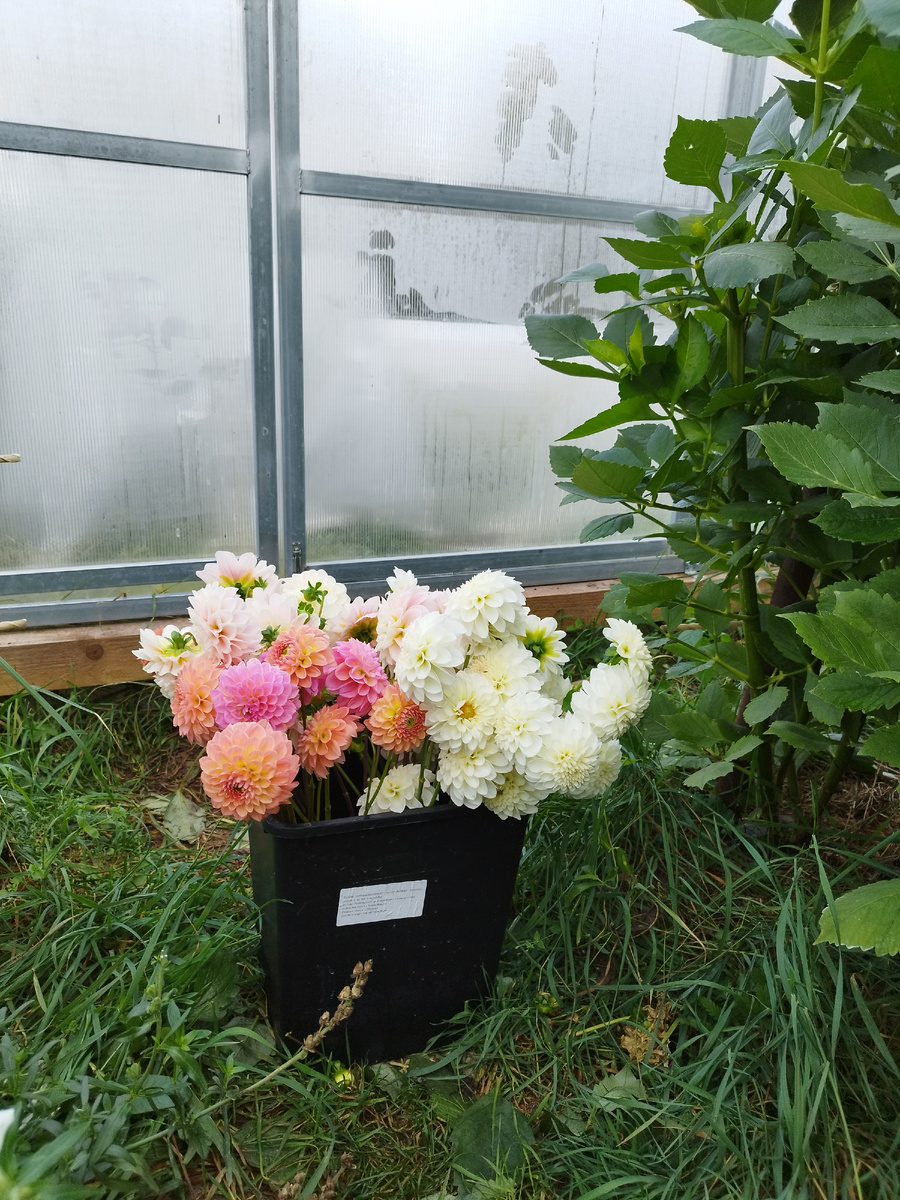 Мои георгины, как я сохраняю посадочный до весны