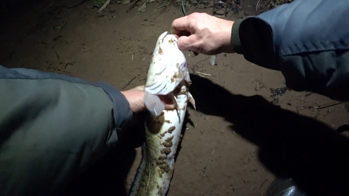 Налим на донки осенью