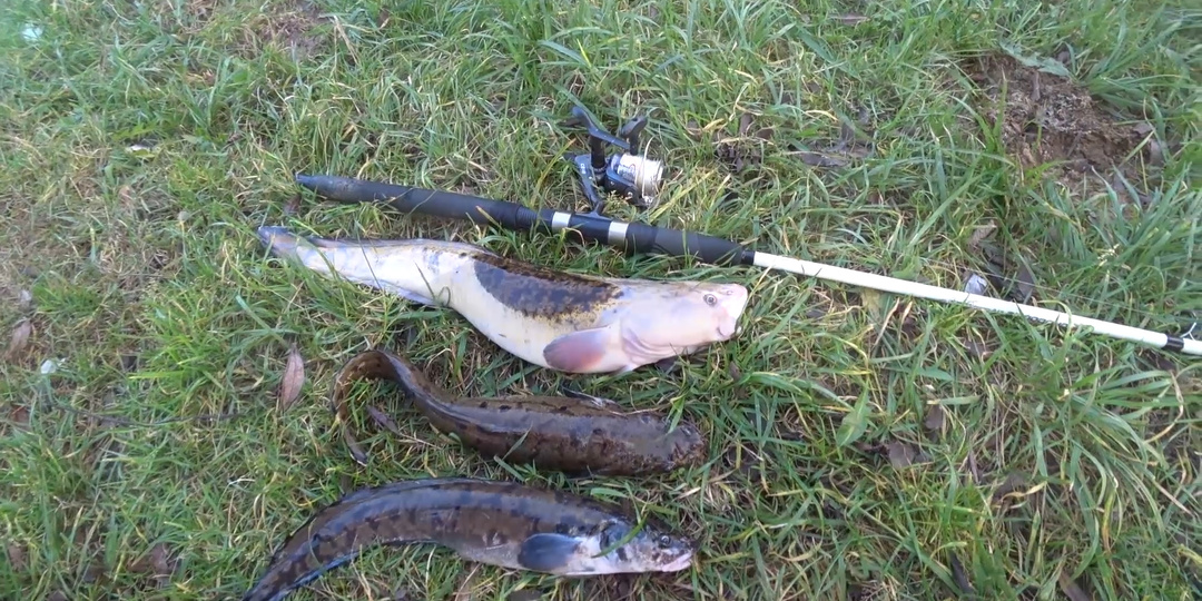 Оснащение Донок на Налима. Ловля Наоима Осенью.