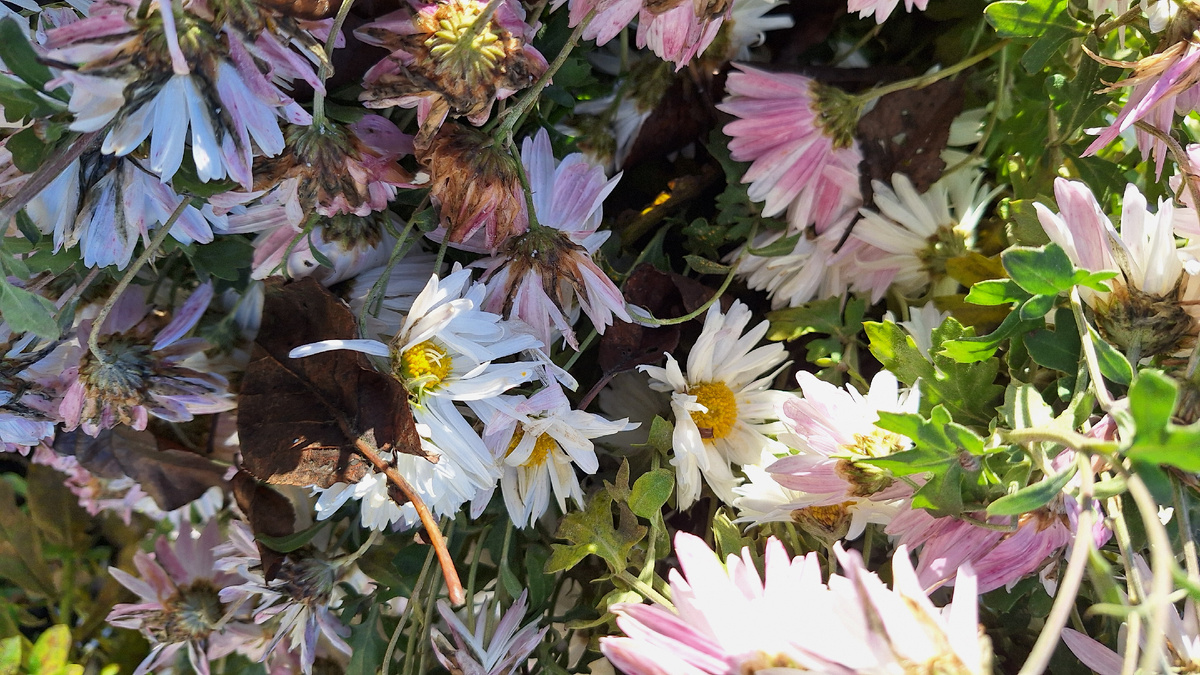 Последние цветочки в саду уже чуть живые и тронутые морозцем