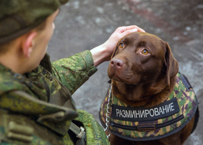 Минно-розыскная собака
Фотоматериал: interfax.ru