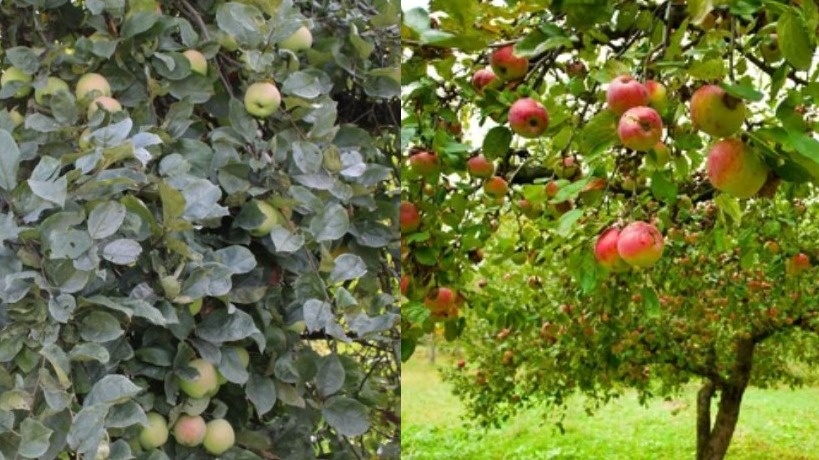 Привожу в порядок яблоневый сад под зиму. Смотрите, как я обрезаю деревья без ошибок