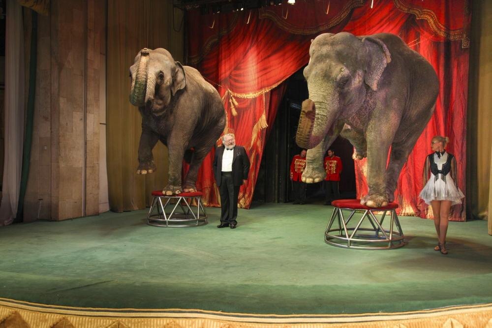 Новогодние спектакли в уголке дедушки Дурова