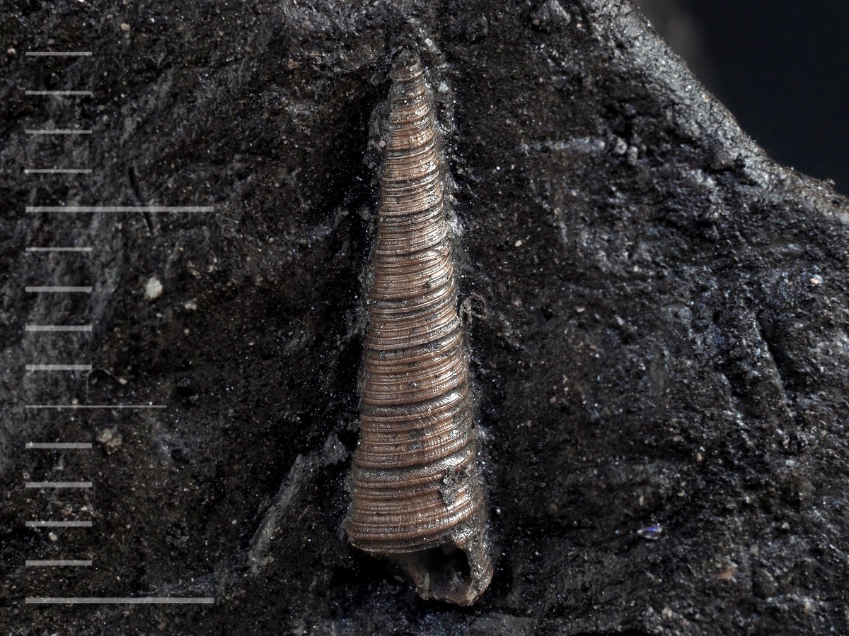 Гастропода Clathrobaculus sp. Московская обл., окрестности Бронниц