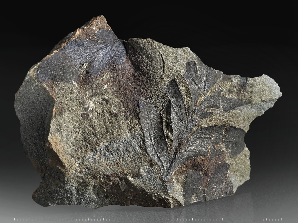 Отпечатки пермской флоры. Приморский край, о. Русский, мыс Старицкого