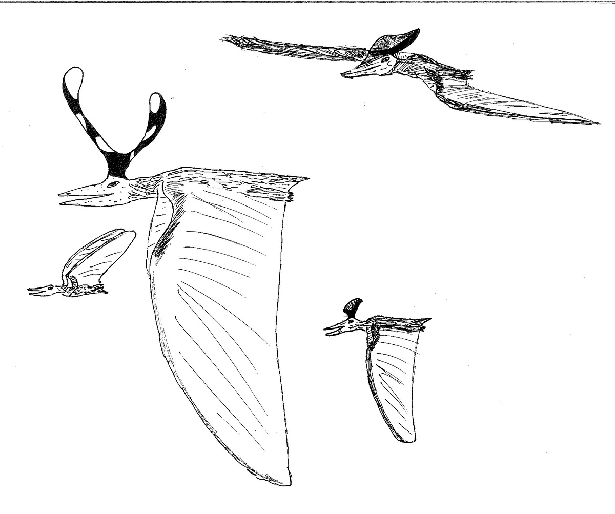 Несколько особей разных видов небесной сельди. Рисунок автора.