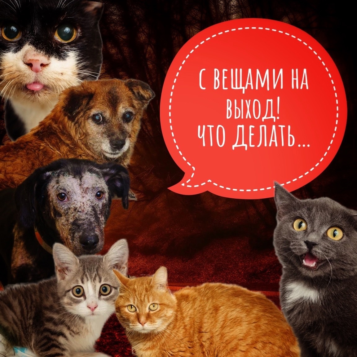 Необходима помощь в оплате аренды приюта! 