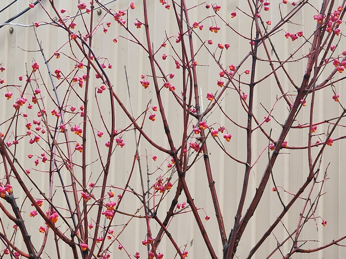 Фото "Фиолетового Сна"