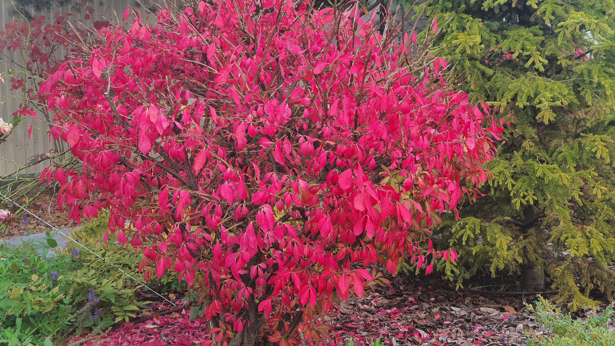 Среди ярко-красных бересклетов лучшие, пожалуй, Chicago Fire, Fireball, Compactus, Blade Runner, а еще европейский Red Cascade. Фото "Фиолетового Сна"