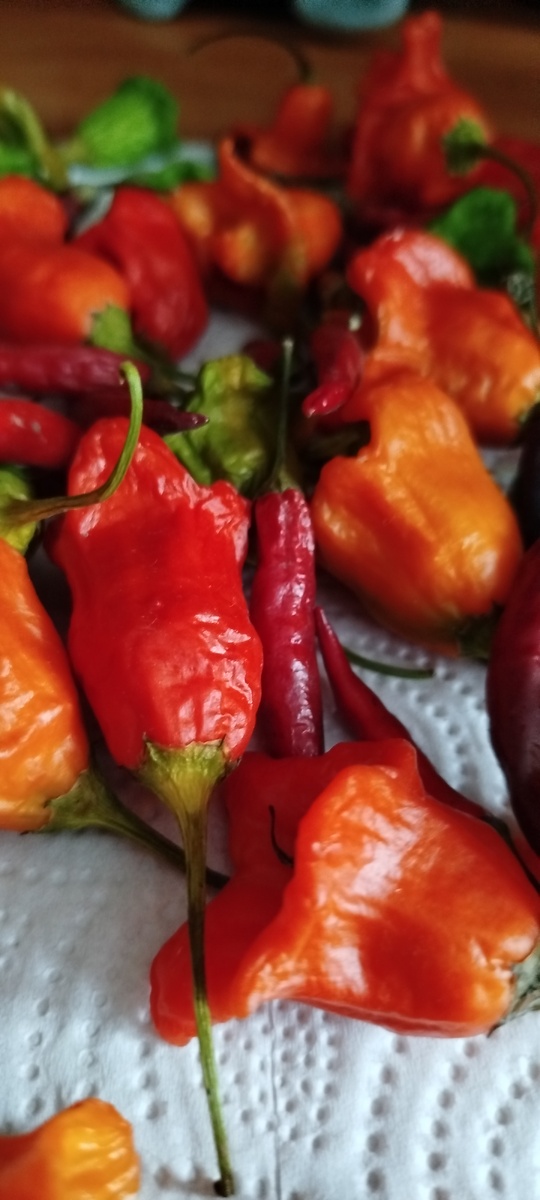 Колокольчик и Пиковая дама. Остатки урожая