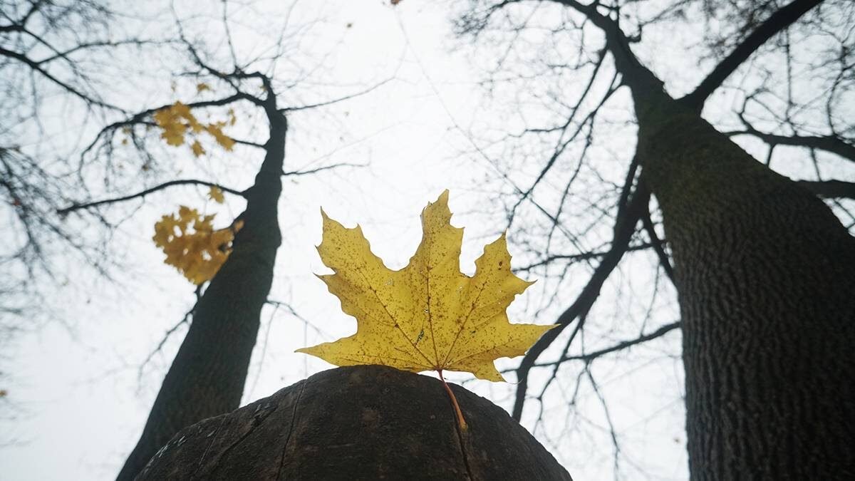    Фото: Анатолий Цымбалюк / Вечерняя Москва