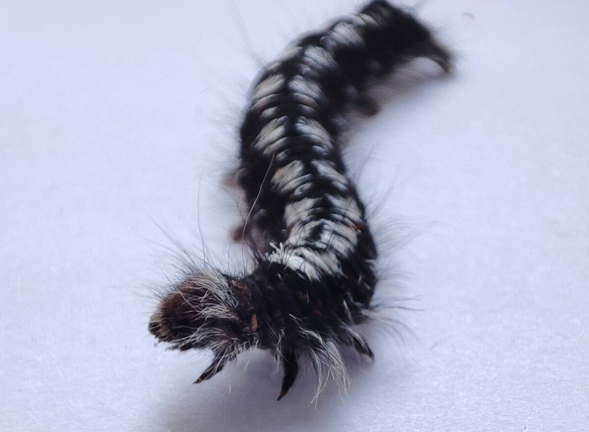 Гусеница сибирского шелкопряда. Источник: Вячеслав Мартемьянов
