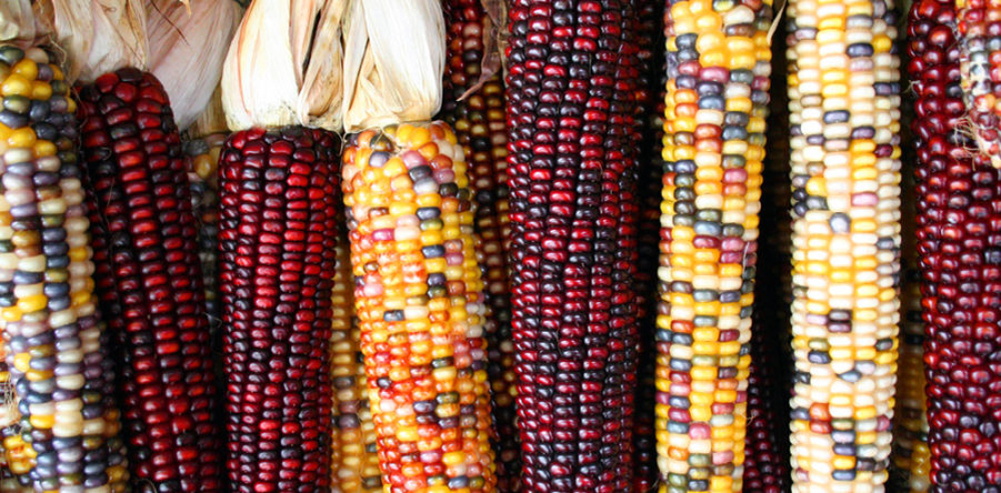 Иллюстрация: allyouneedisbiology.wordpress.com