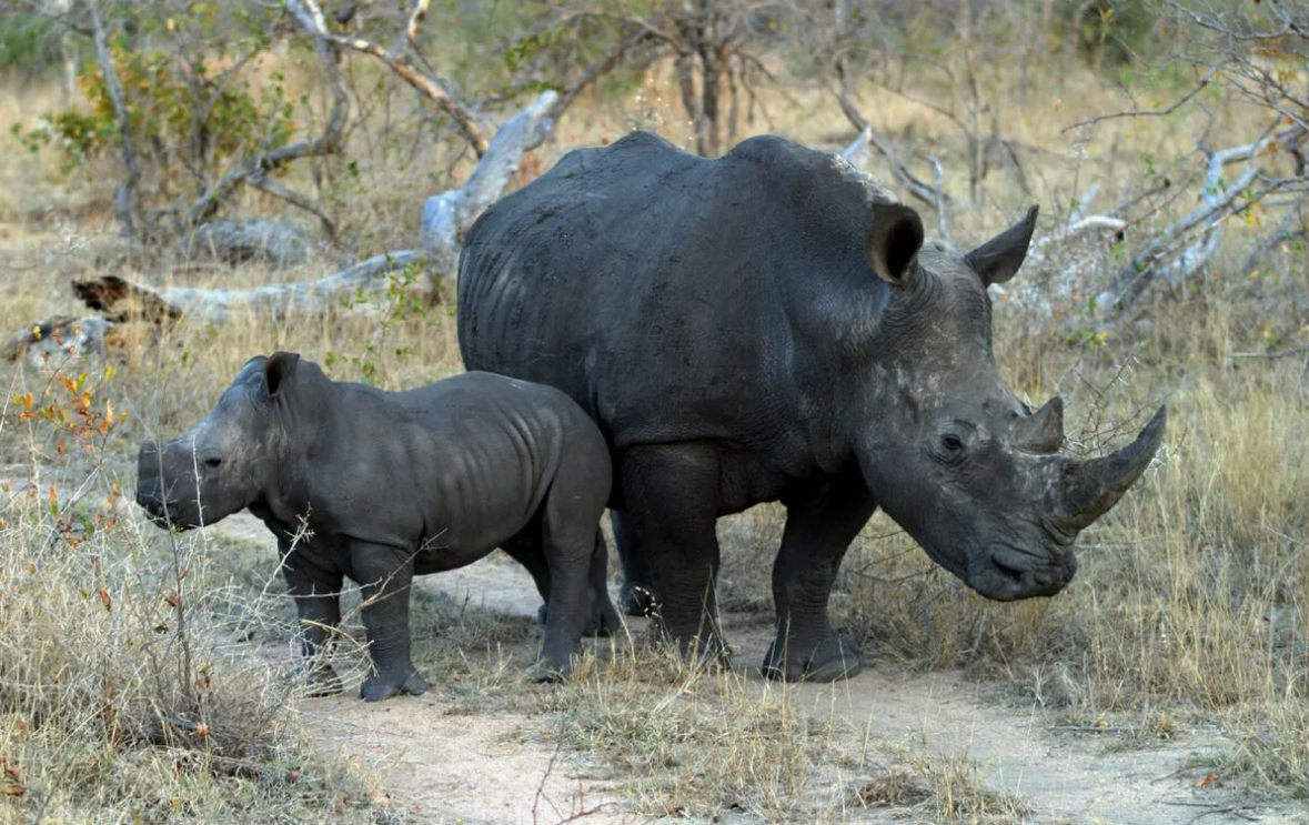Черный носорог. Фото из открытых источников.  