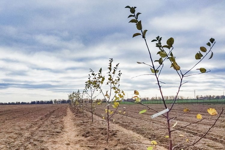    Новый маточный питомник плодово-ягодных культур в Костромской ГСХА получил метеостанцию