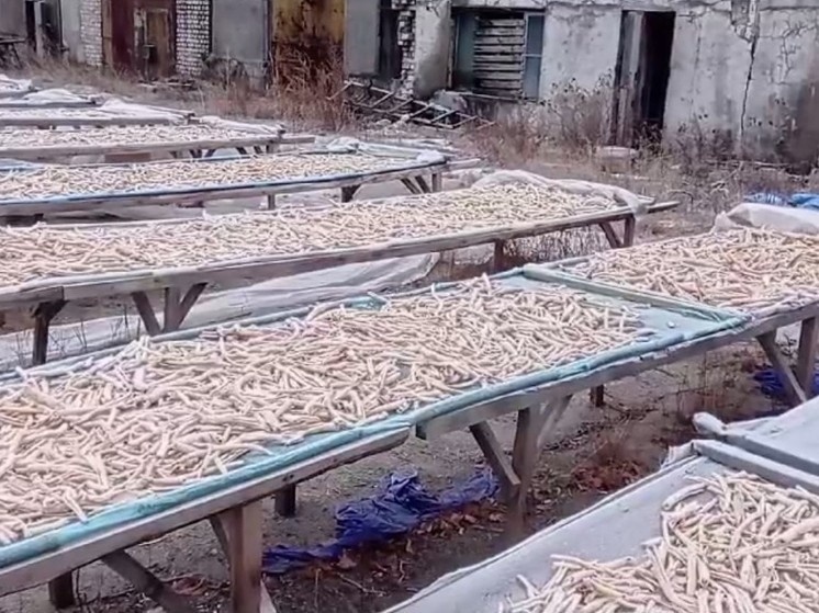     В Благовещенске обнаружили подпольный цех по заготовке краснокнижного растения. Фото: УФСБ России по Амурской области