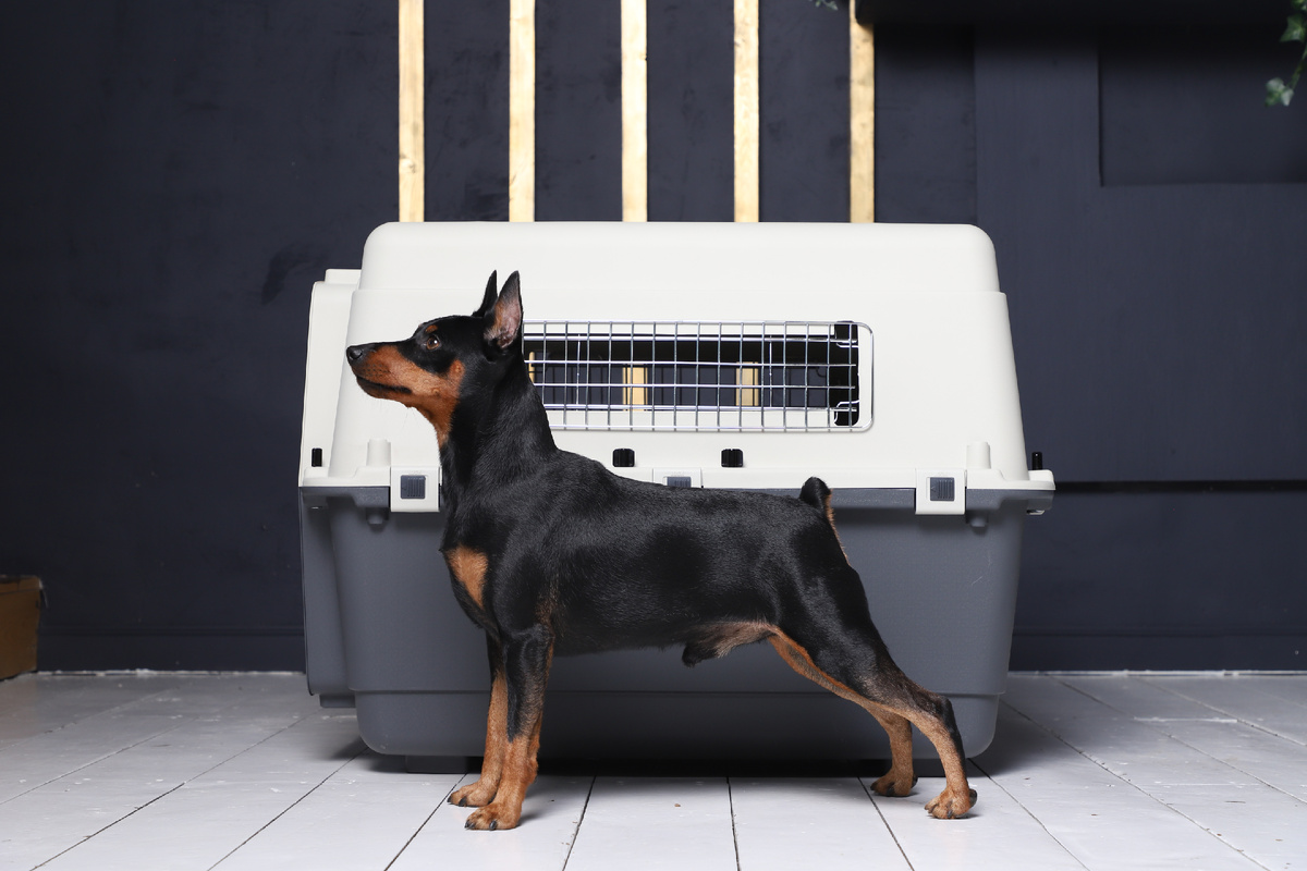 На фото – Переноска для животных Premium Large от Triol