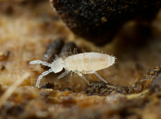 Ногохвостки (подуры). Что за насекомые и как от них избавиться?