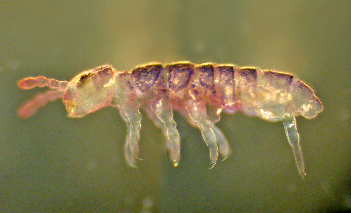 Фото взято из поисковой системы Яндекс. Ногохвостки (подуры)