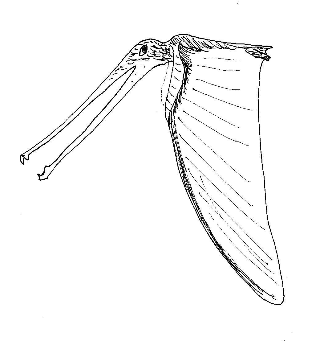 Небесный пинцет. Рисунок автора.