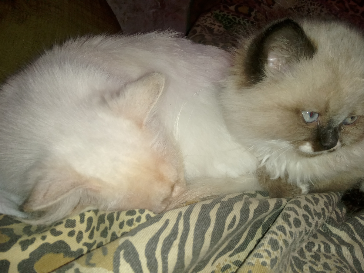 Сейчас помогают писать статью кот Сам и новоиспеченный Барсик (бывший Батончик)