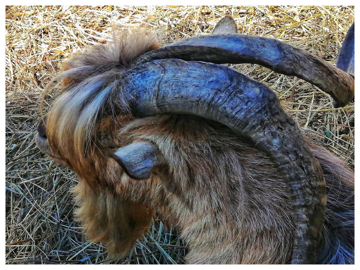 Козëл Майкл с модной чëлкой. Музей-заповедник "Томская Писаница"