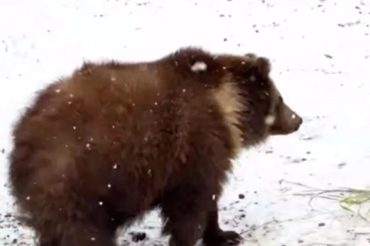    Осиротевшего медвежонка поймали и готовят к вылету с Камчатки