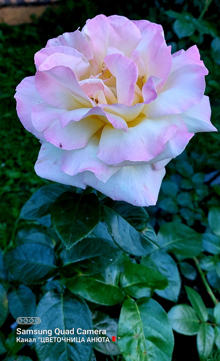 Мадам Мейян. Ч/г роза