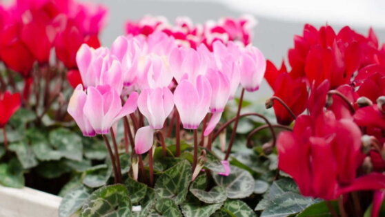    Как размножить цикламен в домашних условиях: простой способ и советы от эксперта Ирина Петрова