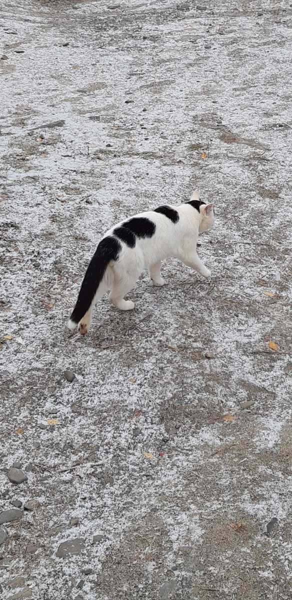 Серьёзная охрана.Идём ,,на дичь,,.