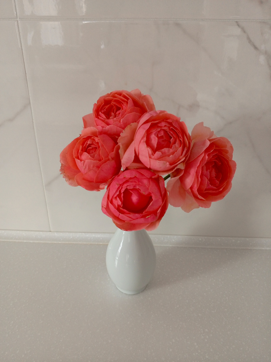 Наши розы вдруг переродились в пионовидные. Я же еще тот цветовод любитель