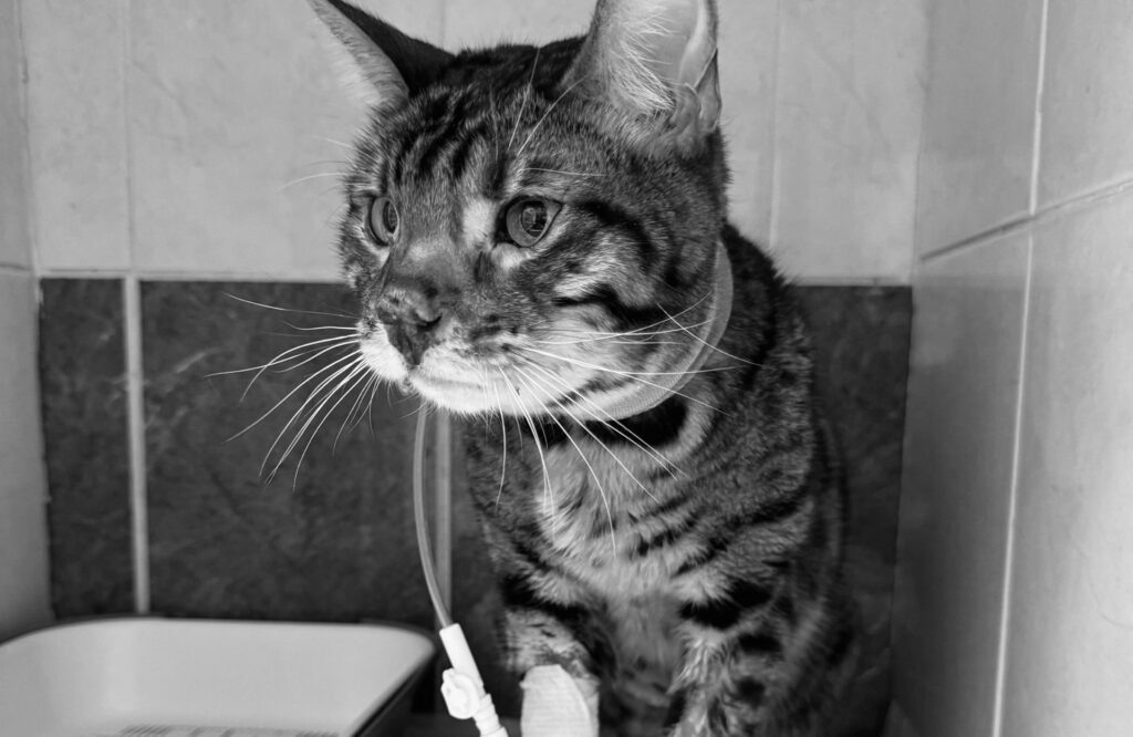    Фото: приют "Счастливый хвост" Ольга Гилёва