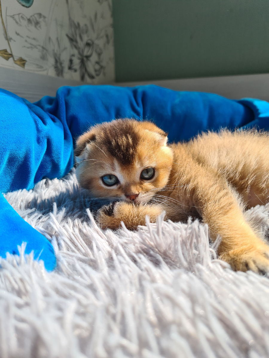 Персик нежится в мохнатом покрывале