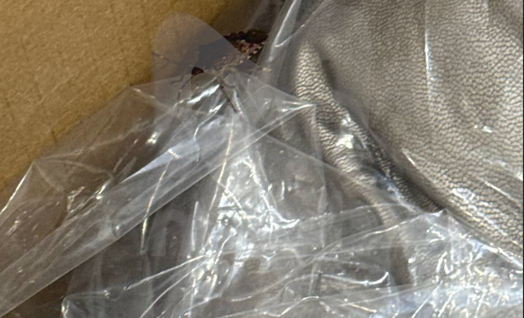 Здесь и далее скрин тг-канала Мэш