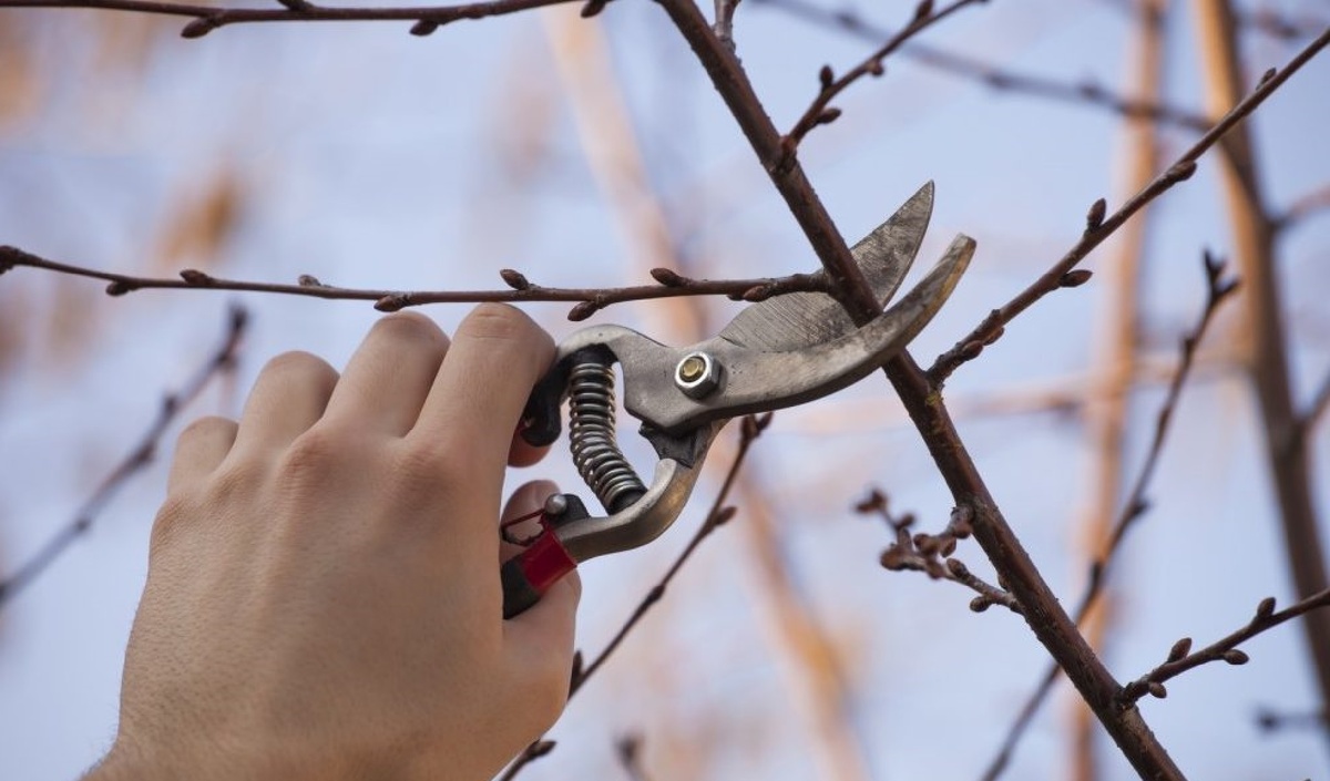 Важно завершить обрезку до первых устойчивых морозов (до -10 градусов), так как при низких температурах древесина становится хрупкой и срезать её становится сложнее, что повышает риск образования болезненных очагов