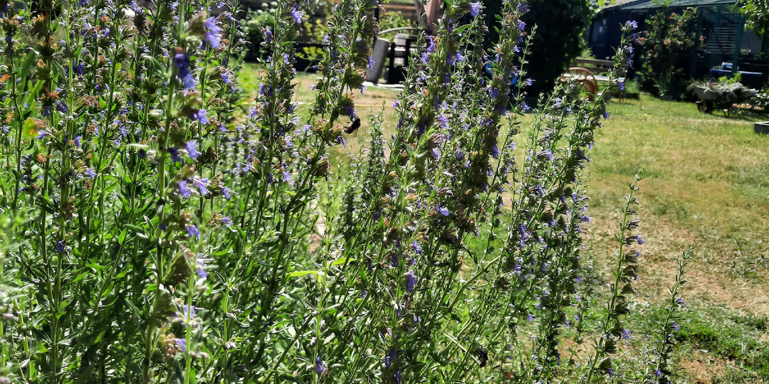 Иссоп. Украшение сада и необычная приправа