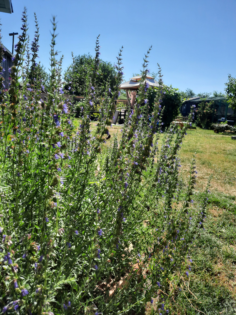 Иссоп - раскидистая и высокая трава