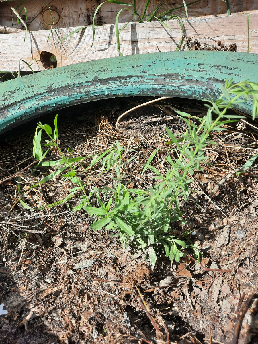 Пересадила отводок иссопа, на будущий год будет цвести и пахнуть!