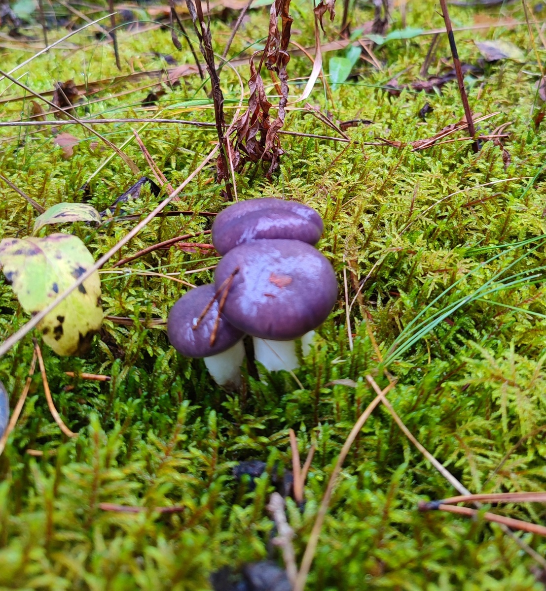 Красавица мокруха еловая